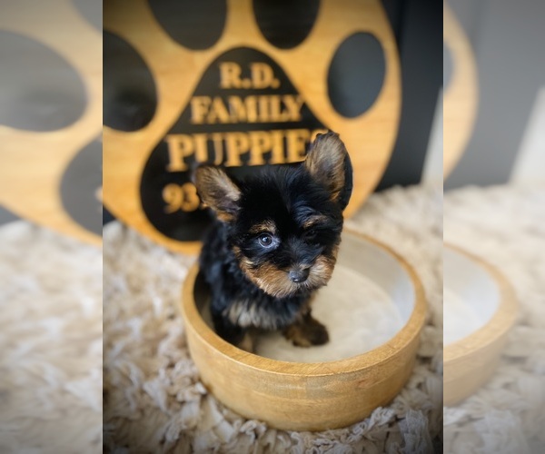 Medium Photo #2 Yorkshire Terrier Puppy For Sale in CROSSVILLE, TN, USA
