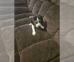 Puppy Dexter Beagle