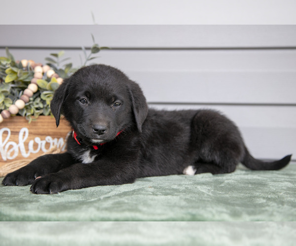 Medium Photo #1 Bernedoodle-Labrador Retriever Mix Puppy For Sale in REED CITY, MI, USA