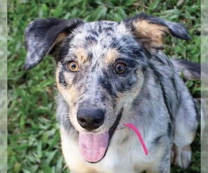 Australian Shepherd-Unknown Mix Dogs for adoption in Canton, CT, USA