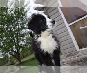 Bernedoodle Puppy for sale in GREENFIELD, OH, USA