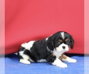 Cavalier King Charles Spaniel Puppy for sale in FREDERICKSBURG, OH, USA