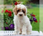 Small #1 Goldendoodle (Miniature)