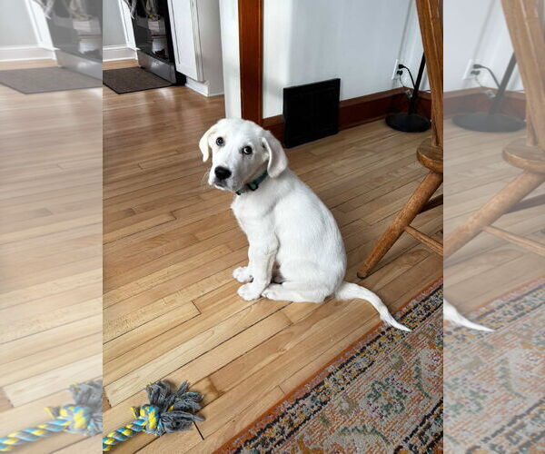 Medium Photo #8 Great Pyrenees-Unknown Mix Puppy For Sale in Grafton, WI, USA