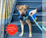 Small #12 American Pit Bull Terrier-Jack Russell Terrier Mix