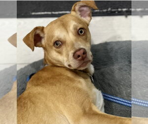 Chihuahua-Unknown Mix Dogs for adoption in Jefferson, NJ, USA