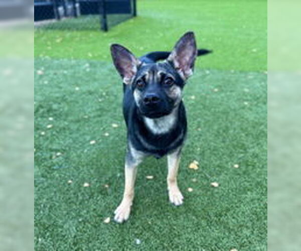 Medium Photo #1 Mutt Puppy For Sale in Salinas, CA, USA