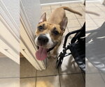 Small Photo #4 Carolina Dog-Unknown Mix Puppy For Sale in Chandler, AZ, USA