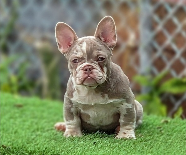 Medium Photo #1 French Bulldog Puppy For Sale in MIAMI, FL, USA