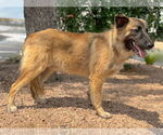 Small #1 German Shepherd Dog Mix