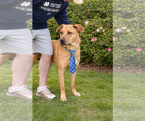 Medium Photo #5 Golden Retriever-Unknown Mix Puppy For Sale in Mt. Laurel, NJ, USA