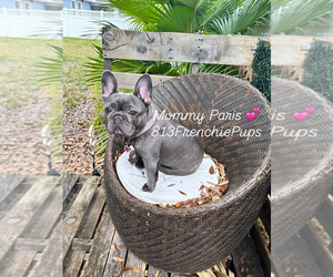Mother of the French Bulldog puppies born on 04/03/2025