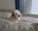 Small #21 Aussiedoodle