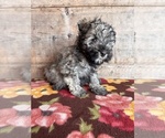 Small #9 Schnauzer (Miniature)