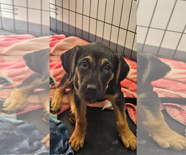 Medium Photo #1 Mutt Puppy For Sale in Fort Collins, CO, USA