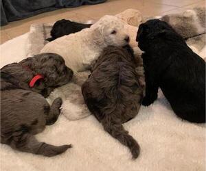 Poodle (Miniature)-ShihPoo Mix Puppy for sale in FORT LAUDERDALE, FL, USA
