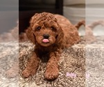 Puppy Ruby Cavapoo-Poodle (Miniature) Mix