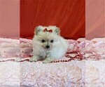 Small #1 Pomeranian