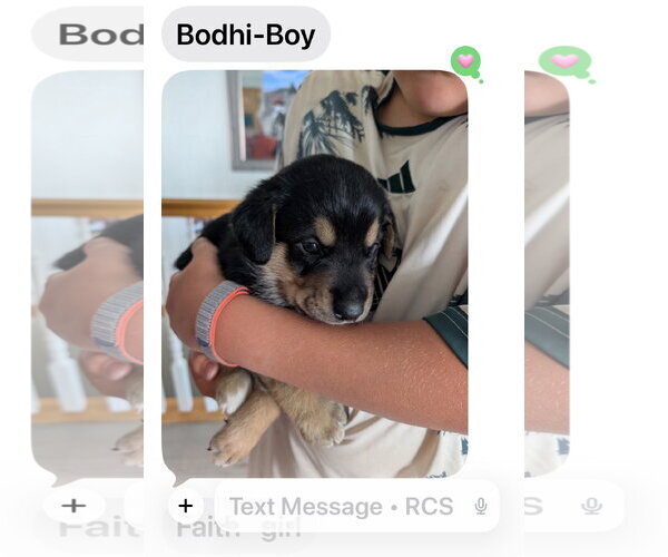 Medium Photo #2 Great Pyrenees-Rottweiler Mix Puppy For Sale in MIDWAY, UT, USA