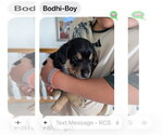 Small #1 Great Pyrenees-Rottweiler Mix