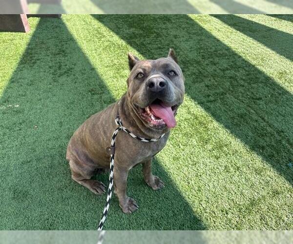 Medium Photo #2 Mutt Puppy For Sale in Pasadena, CA, USA