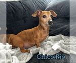 Small #3 Dachshund
