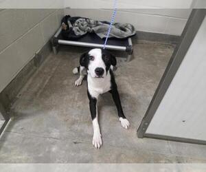 Border Collie-Unknown Mix Dogs for adoption in Jackson, CA, USA