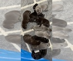 Image preview for Ad Listing. Nickname: Black collar