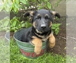 Small #3 German Shepherd Dog