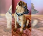 Small #17 Black Mouth Cur Mix