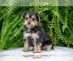 Puppy Jessie YorkiePoo