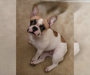 Mother of the French Bulldog puppies born on 05/15/2025