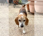 Small #5 Beagle