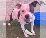 Small #3 American Pit Bull Terrier Mix