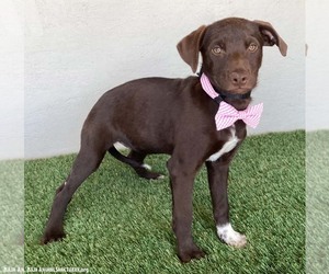 Sammi - Female Chocolate Labrador retriever-Weimaraner Mix Dog for Adoption - Photo #4