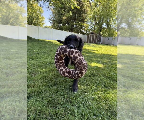 Medium Photo #2 Labrador Retriever-Unknown Mix Puppy For Sale in Springdale, PA, USA