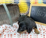 Small #12 Dachshund