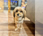 Small Pomeranian Mix