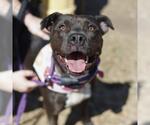 Small American Staffordshire Terrier