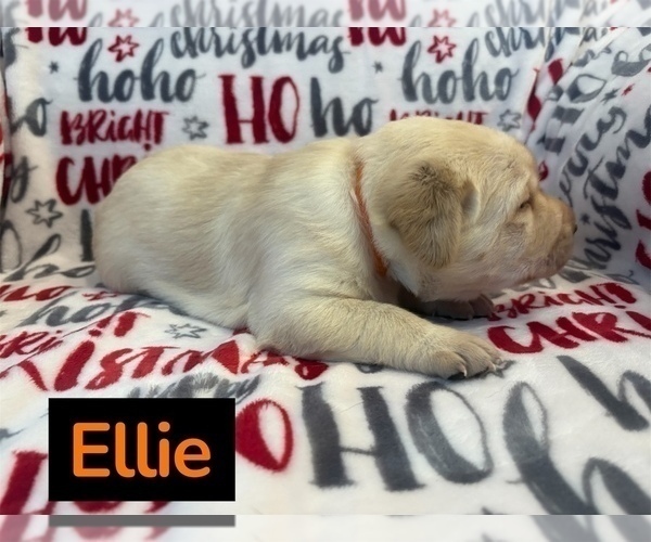 Medium Photo #7 Labrador Retriever Puppy For Sale in FAYETTEVILLE, OH, USA