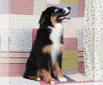 Small #8 Miniature Australian Shepherd