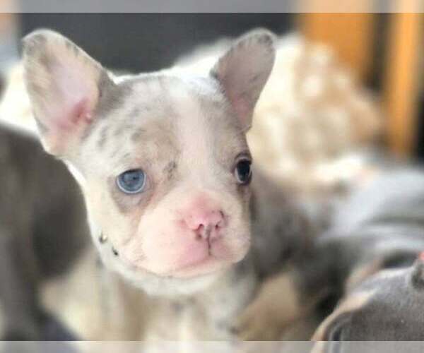 Medium Photo #2 French Bulldog Puppy For Sale in BOSTON, KY, USA