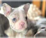 Small #1 French Bulldog