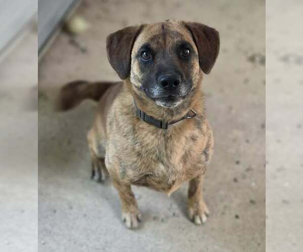 Medium Photo #1  Puppy For Sale in , 