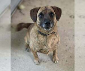 Boxer-Mountain Cur Mix Dogs for adoption in Woodsfield, OH, USA