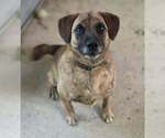 Small Photo #1  Puppy For Sale in , 