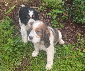 English Springer Spaniel Litter for sale in GLEN SAINT MARY, FL, USA
