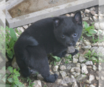 Small Photo #4 Schipperke Puppy For Sale in SEYMOUR, MO, USA