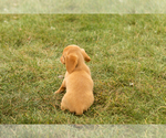 Small #4 Dachshund