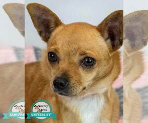 Chihuahua-Unknown Mix Dogs for adoption in Kennesaw, GA, USA